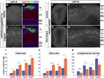 EOMES Antibody in Immunohistochemistry (IHC)