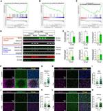 SMARCA5 Antibody in Western Blot (WB)