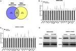 FBXO9 Antibody in Western Blot (WB)