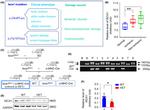 ISCA1 Antibody in Western Blot (WB)