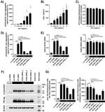 alpha Synuclein Antibody in Western Blot (WB)