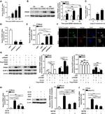 Blimp-1 Antibody in Immunocytochemistry (ICC/IF)