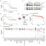 Estrogen Receptor alpha Antibody in Western Blot (WB)