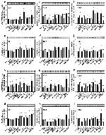 Phospho-PYK2 (Tyr579, Tyr580) Antibody in Western Blot (WB)