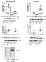 SENP2 Antibody in Western Blot (WB)