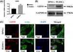 GDNF Antibody in Western Blot (WB)