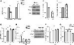 FUS Antibody in Western Blot (WB)