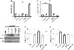 FUS Antibody in Western Blot (WB)