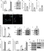 FUS Antibody in Western Blot, Immunoprecipitation (WB, IP)