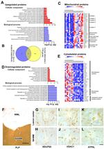 NDUFA5 Antibody in Immunohistochemistry (IHC)