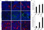 CD254 (RANK Ligand) Antibody in Immunohistochemistry (IHC)