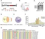 CD31 Antibody in Flow Cytometry (Flow)