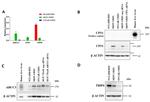 MRP3 Antibody in Western Blot (WB)