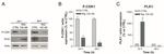 CDK1 Antibody in Western Blot (WB)