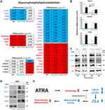 LPCAT1 Antibody in Western Blot (WB)