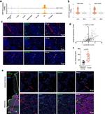 GPR182 Antibody in Immunohistochemistry (IHC)