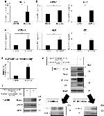 BCL9 Antibody in Western Blot (WB)