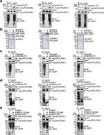 POLR3F Antibody in Western Blot (WB)