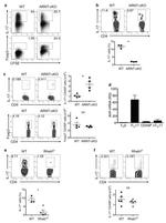 TCR beta Antibody in Flow Cytometry (Flow)