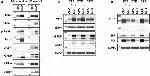 GPD2 Antibody in Western Blot (WB)