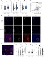 EOGT Antibody in Immunohistochemistry (IHC)