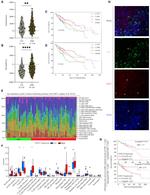 EOGT Antibody in Immunohistochemistry (IHC)