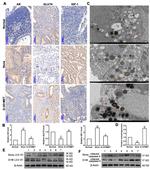 IGF1 Antibody in Immunohistochemistry (IHC)