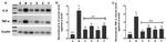 TNF alpha Antibody in Western Blot (WB)