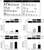 PAX6 Antibody in Western Blot (WB)