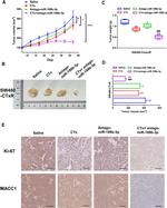 MACC1 Antibody in Immunohistochemistry (IHC)