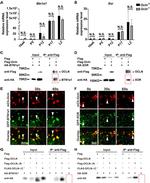 Occludin Antibody in Immunoprecipitation (IP)