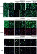 ZO-1 Antibody in Immunohistochemistry (IHC)