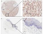 SOCS4 Antibody in Immunohistochemistry (IHC)