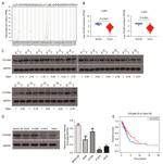 COL6A6 Antibody in Western Blot (WB)