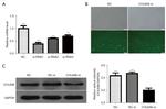 COL6A6 Antibody in Western Blot (WB)