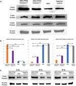 beta Actin Antibody in Western Blot (WB)