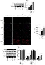 WFDC2 Antibody in Western Blot (WB)