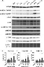 FIS1 Antibody in Western Blot (WB)