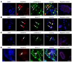 MUC2 Antibody in Immunocytochemistry (ICC/IF)