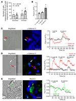 MUC2 Antibody in Immunocytochemistry (ICC/IF)