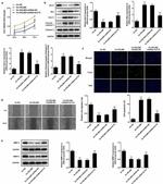 Bcl-2 Antibody in Western Blot (WB)