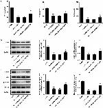 Bcl-2 Antibody in Western Blot (WB)