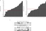 OTUB2 Antibody in Western Blot (WB)