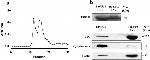 TSG101 Antibody in Western Blot (WB)