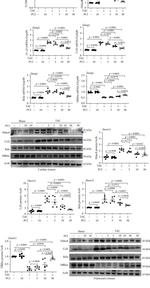 MCP-1 Antibody in Western Blot (WB)