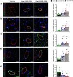 VE-cadherin Antibody in Immunohistochemistry (IHC)