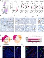 CD3e Antibody in Immunohistochemistry (IHC)