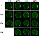 Phospho-ERK1/ERK2 (Thr202, Tyr204) Antibody in Immunohistochemistry (IHC)