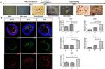 ATOH7 Antibody in Immunocytochemistry (ICC/IF)