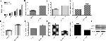 MMP9 Antibody in Western Blot (WB)